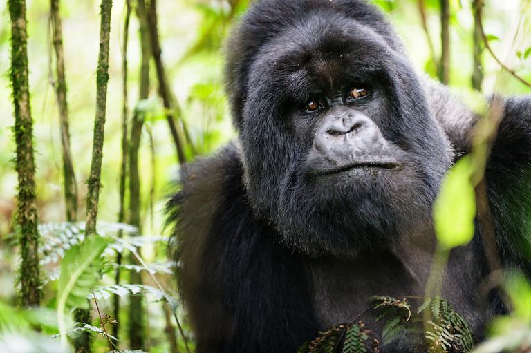 一只忧心忡忡的山地大猩猩穿过乌干达的森林＂class=