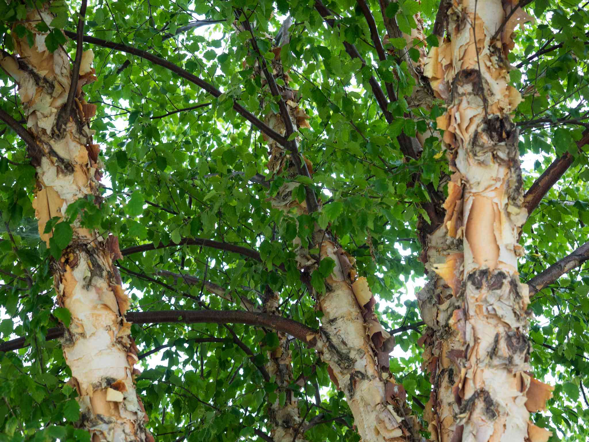 绿叶和桦树的树皮。