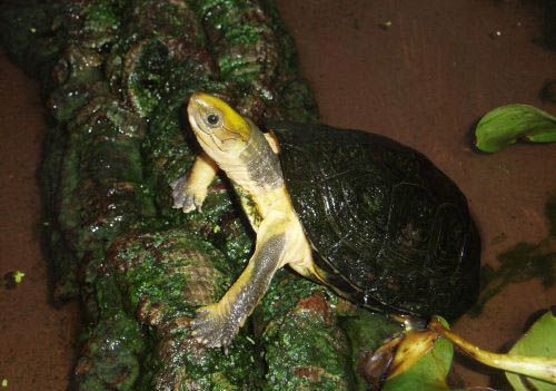 一只棕黄相间的黄头箱龟在长满苔藓的圆木上休息＂width=