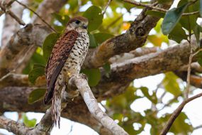 毛里求斯·克斯特雷尔（Mauritius Kestrel）