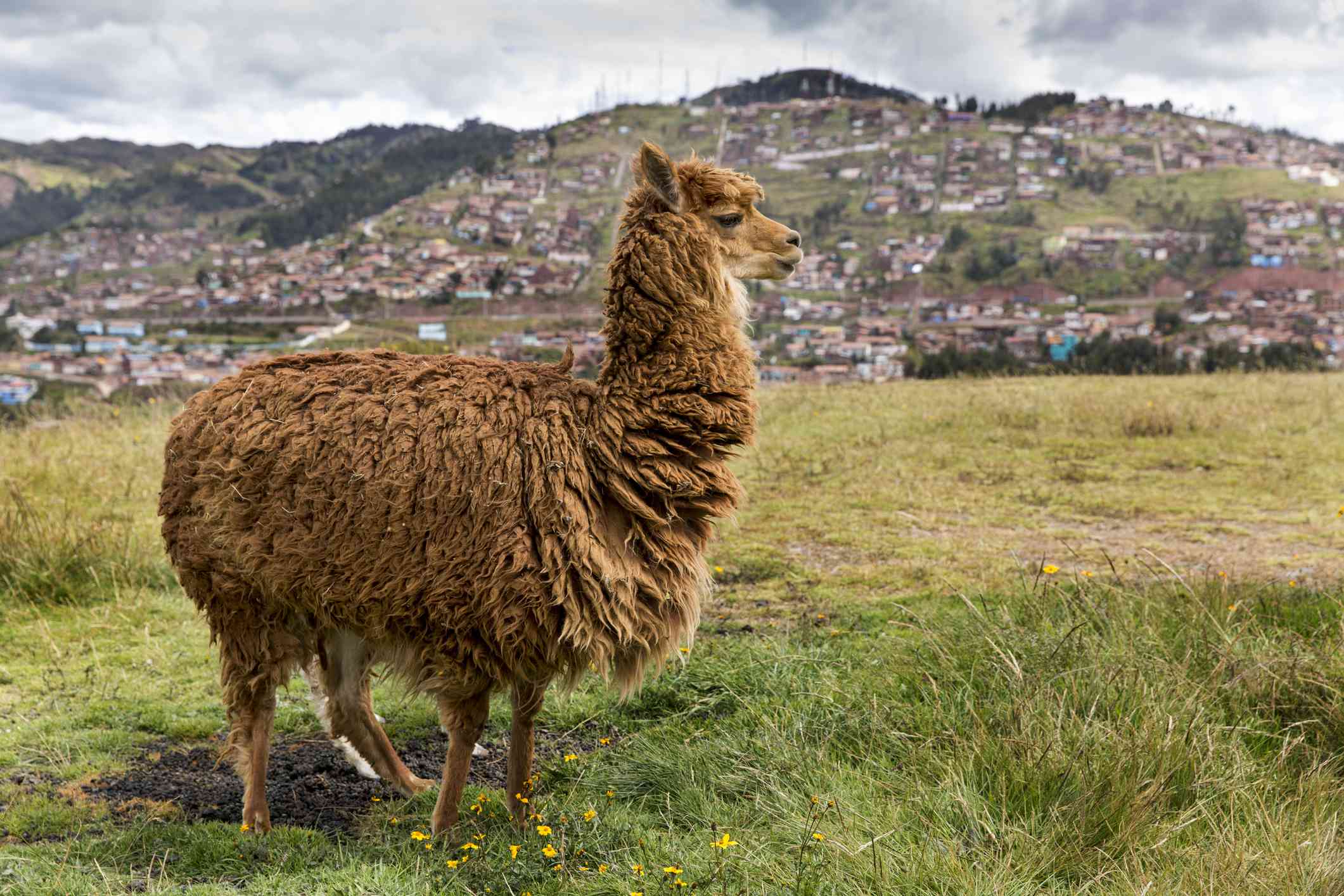 一头棕色的羊驼站在草地上，背景是被建筑物覆盖的小山