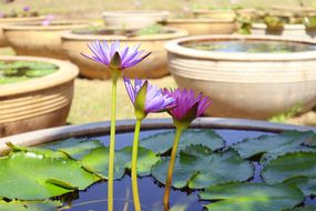 Three purple and blue lotus flowers blooming in water basin