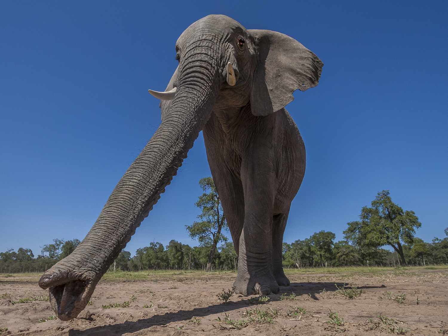 一头大象伸展着鼻子走在一条泥泞的小路上，后面是绿树。