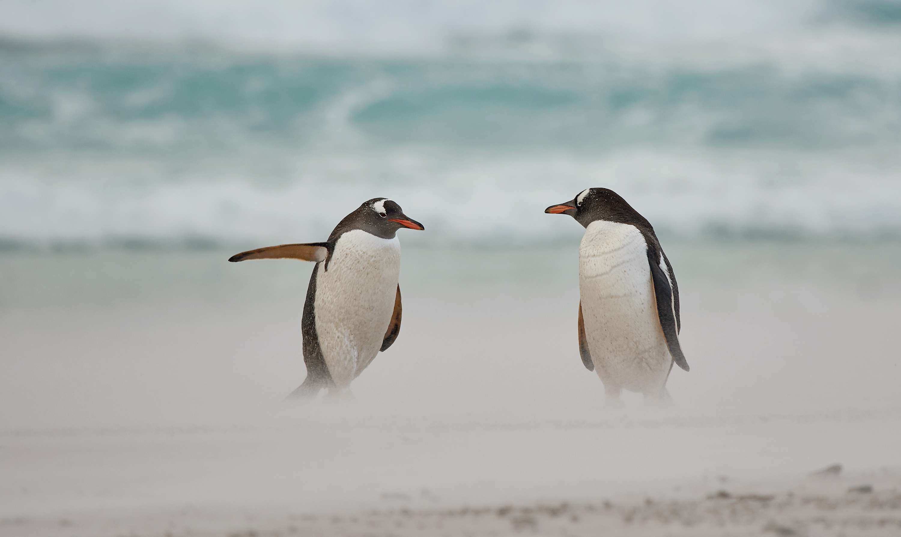 冲浪中的两个企鹅