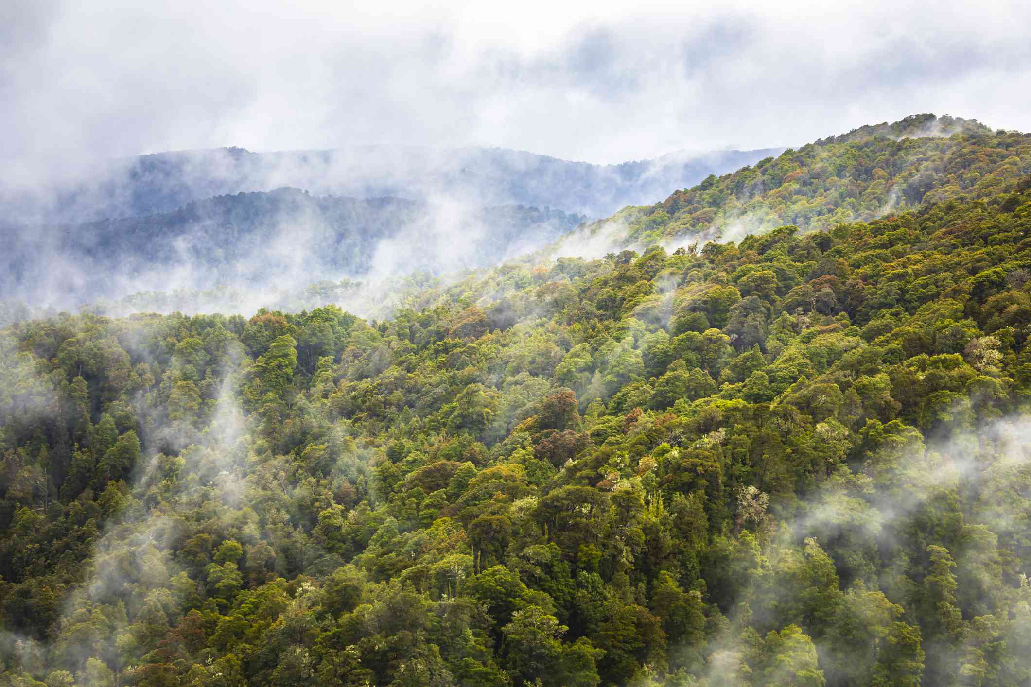 鸟瞰图显示山丘上五颜六色的树梢和雾气上升