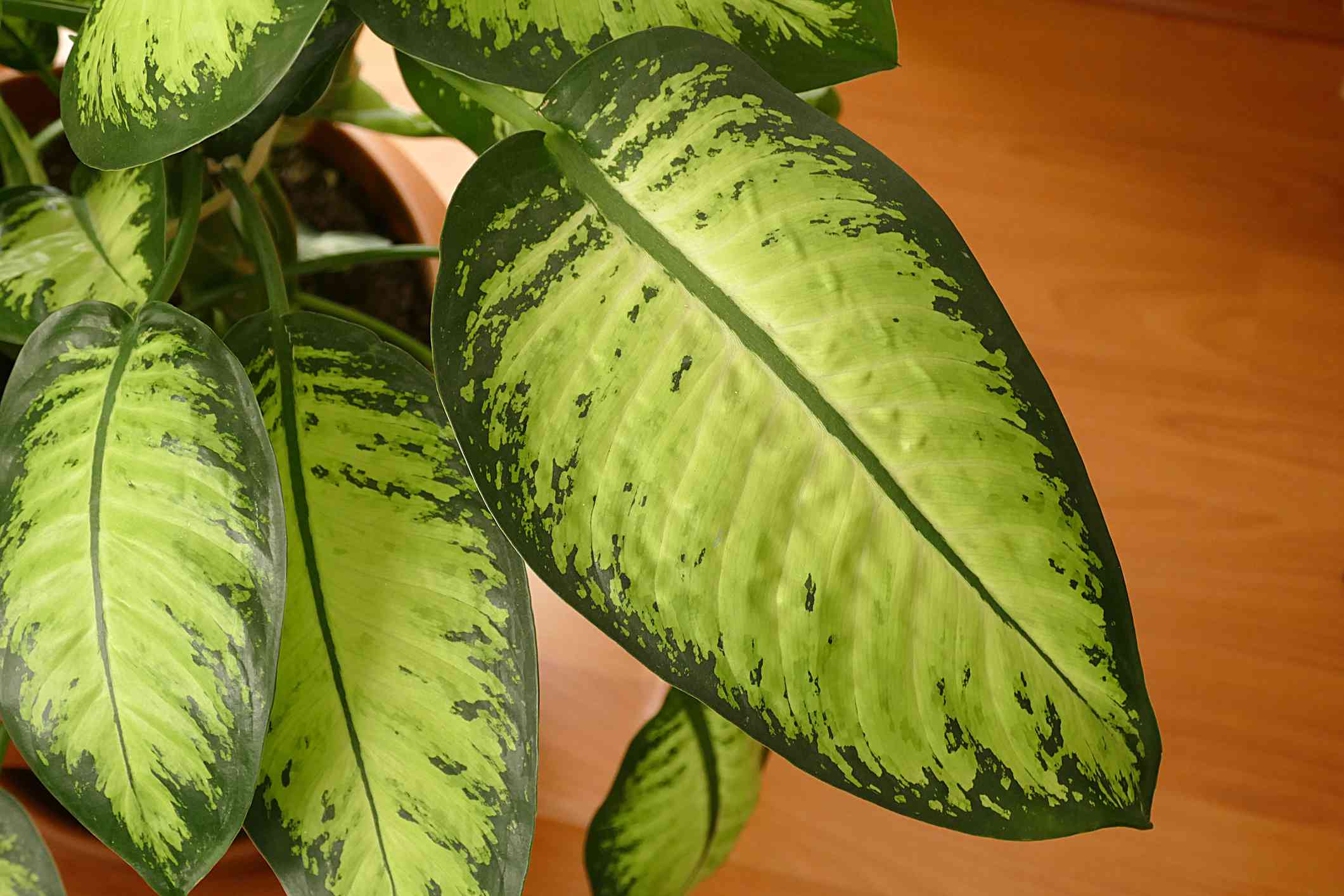 在室内种植的哑藤(Dieffenbachia)＂width=