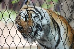 一只老虎把头伸到笼子后面。