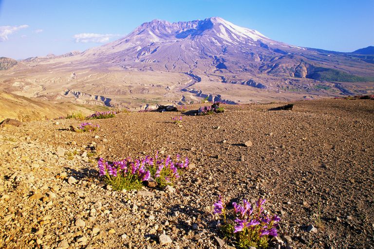 华盛顿，约翰斯顿山脊，圣海伦斯山，彭斯坦顿花