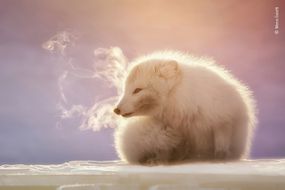 北极狐狸用冷呼吸
