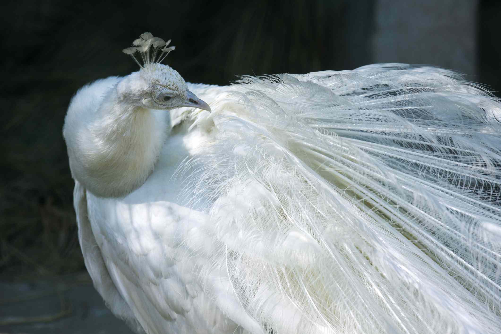 一个白色白化孔雀，羽毛藏在里面。