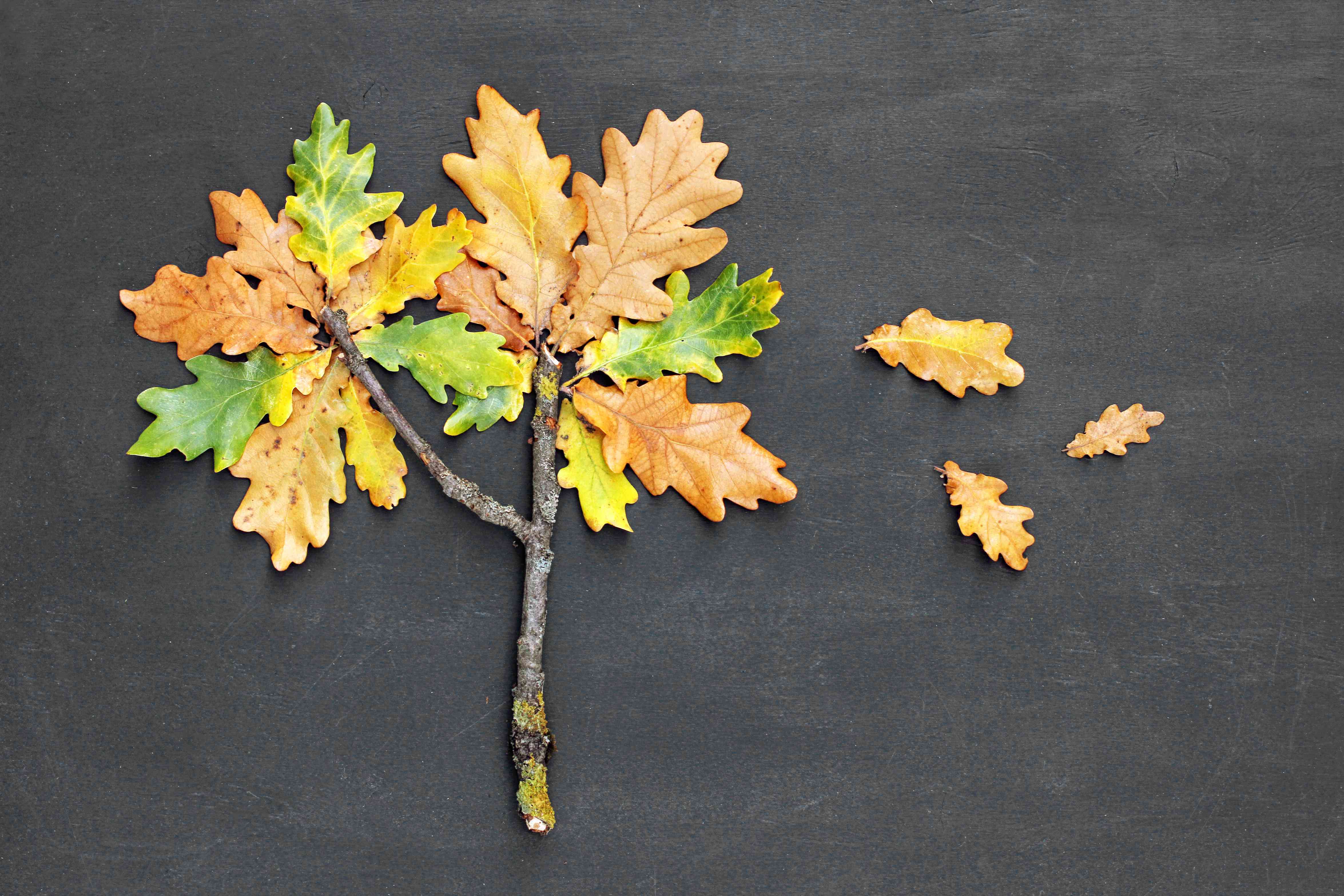秋天秋天的概念。黑板的背景是用细枝和黄红叶做成的栎木。俯视图