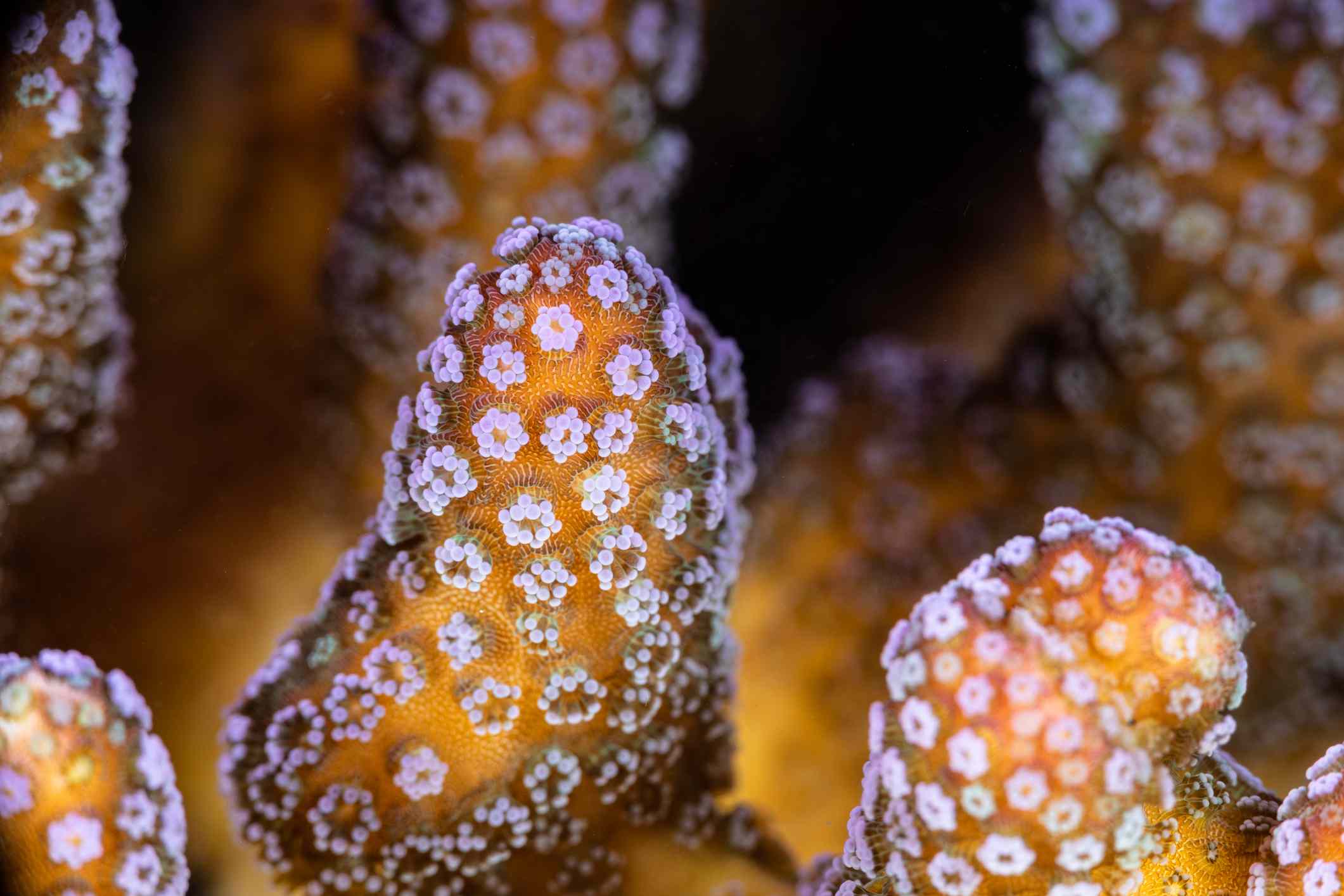 Seriatopora Coral Polyp细节＂width=