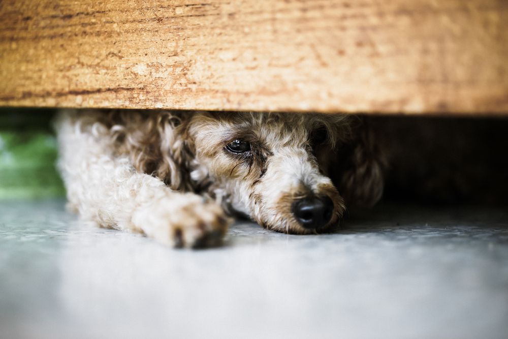 藏在床下的狗“width=