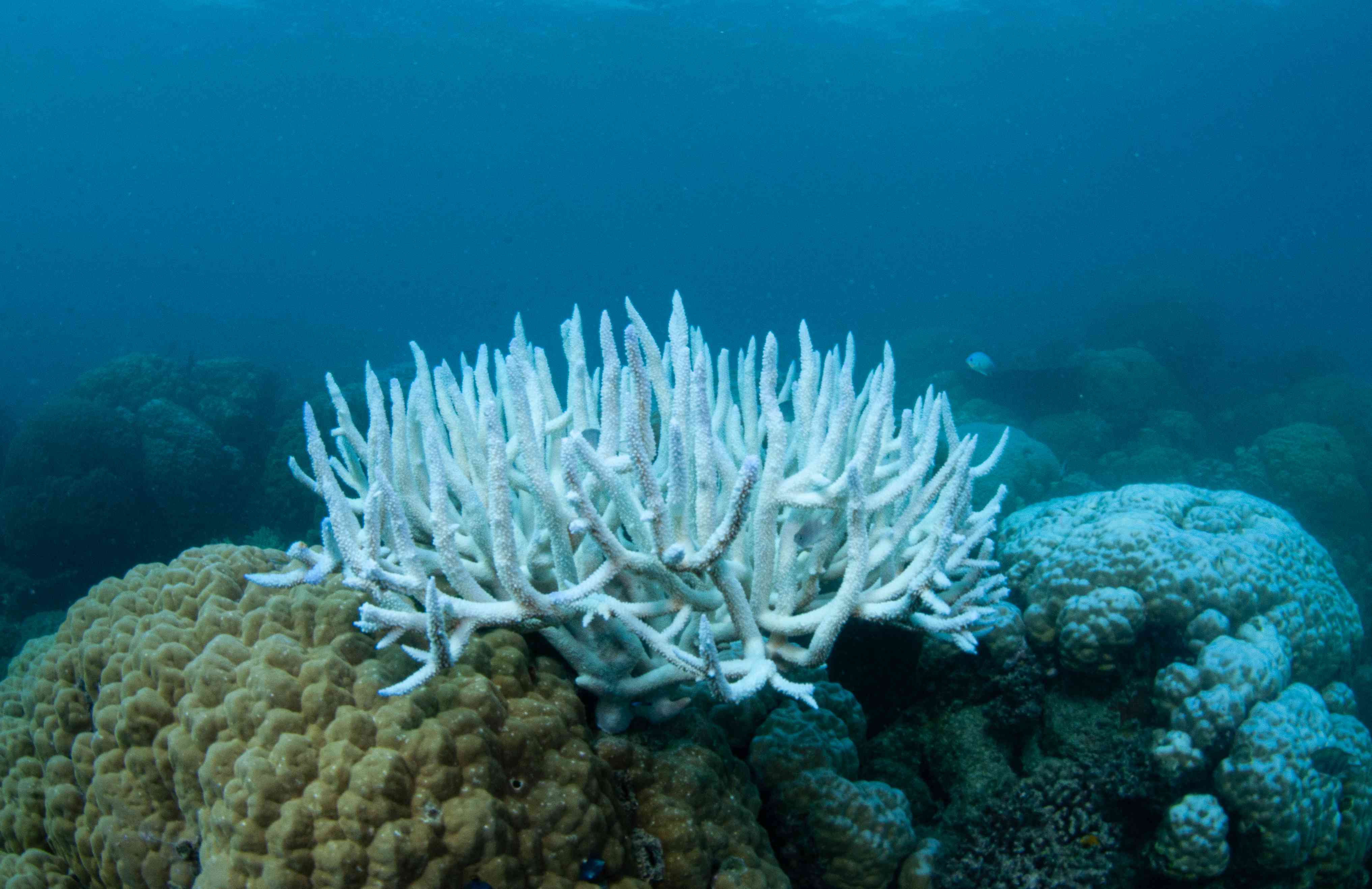 大堡礁的珊瑚白化现象