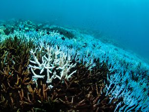 大规模白化事件期间大堡礁上的珊瑚白化。