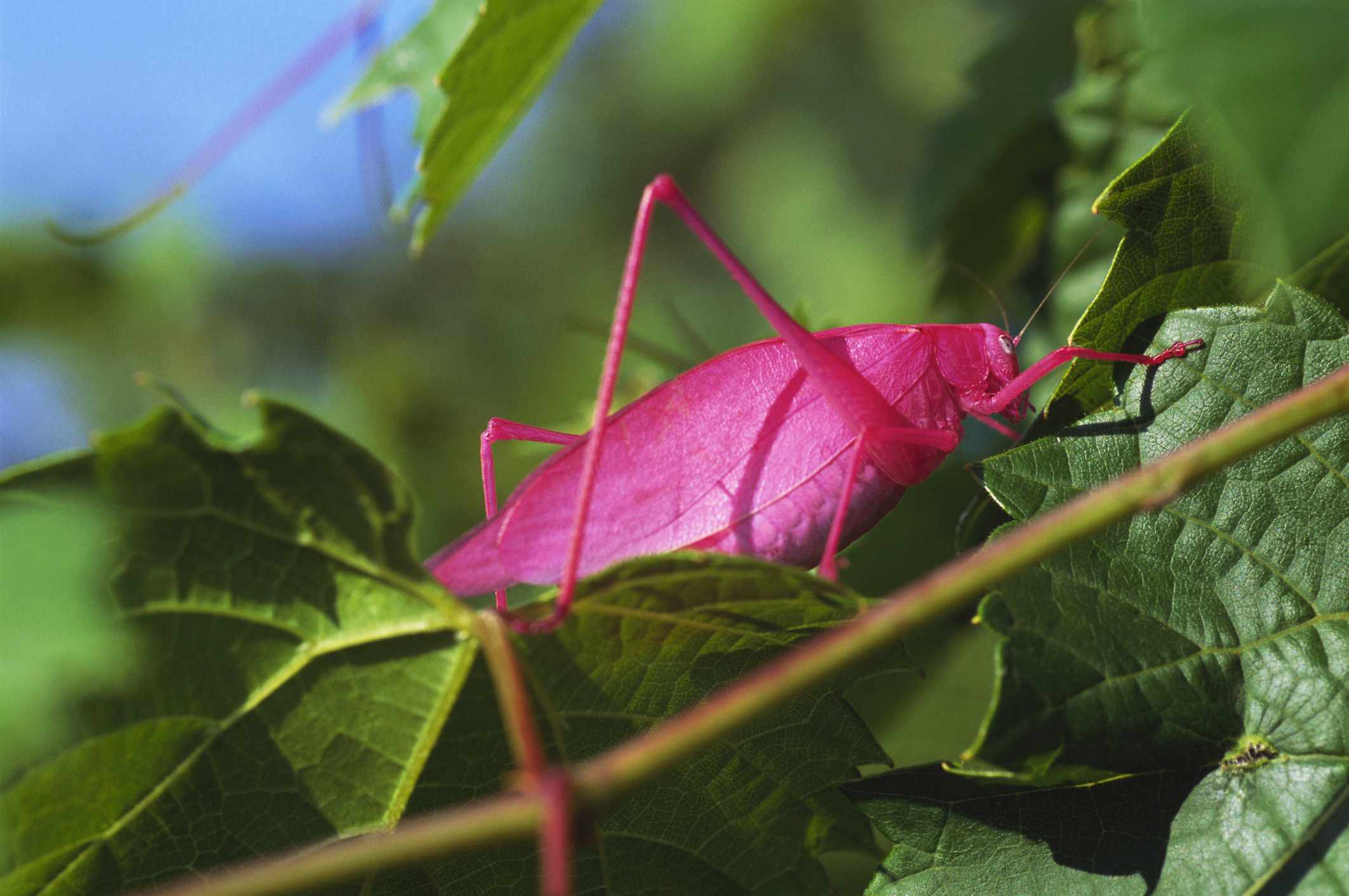 Pink Katydid走在藤蔓上＂width=