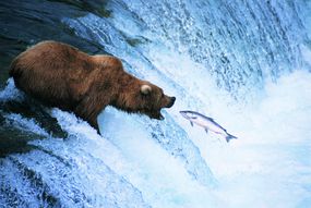 灰熊正在捕食一条跳跃的鲑鱼，阿拉斯加