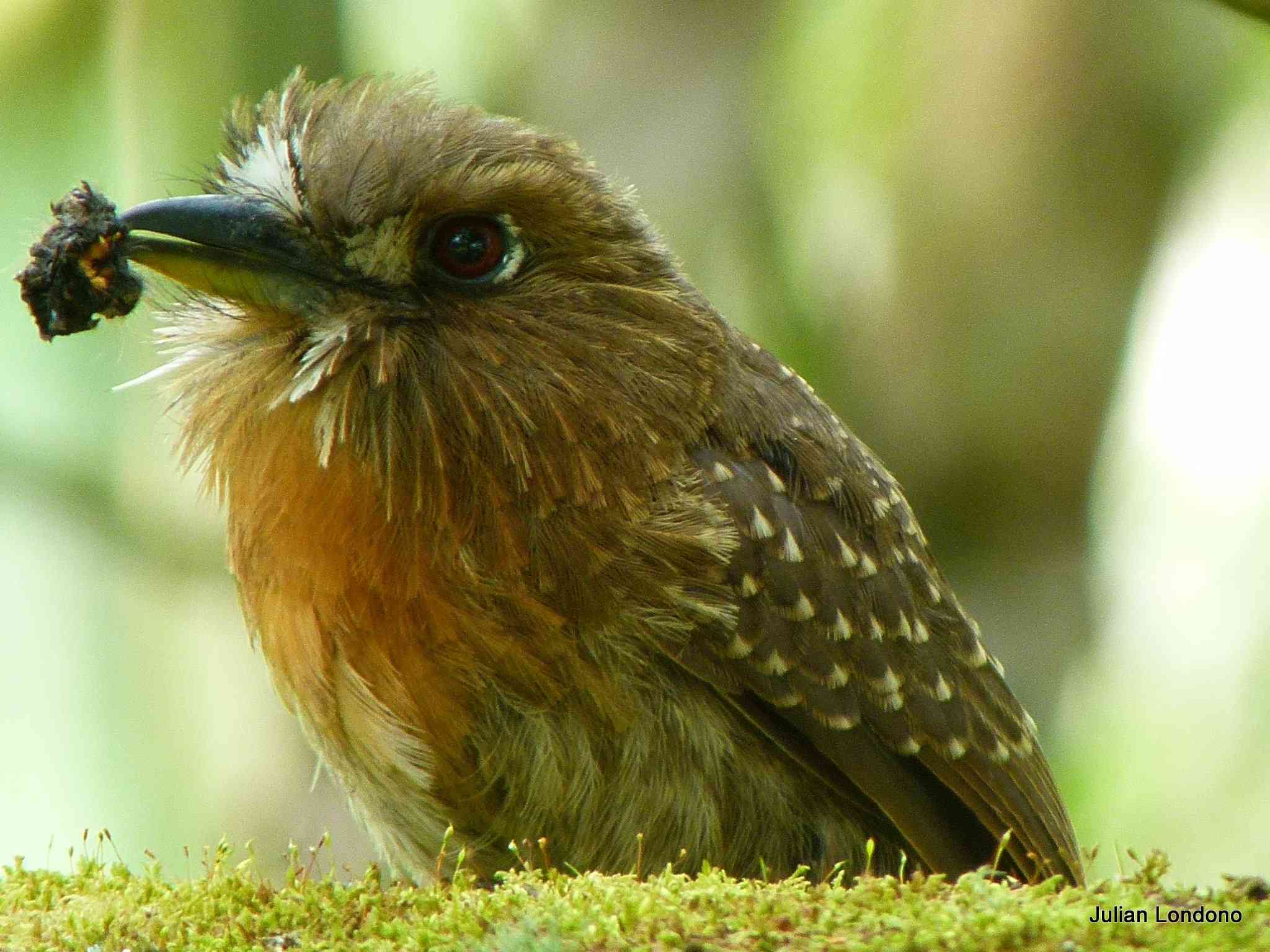 棕色小胡子的蓬松鸟坐在草地上＂width=