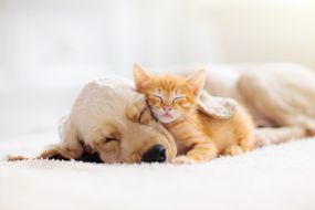 猫和狗睡觉。小狗和小猫睡觉。”width=