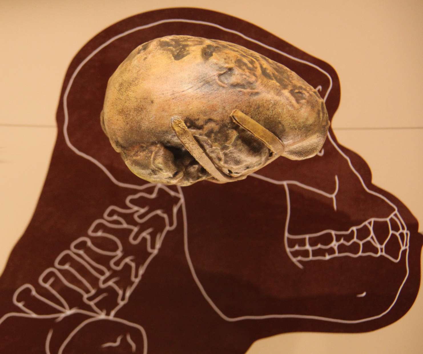 阿法南方古猿的脑容量