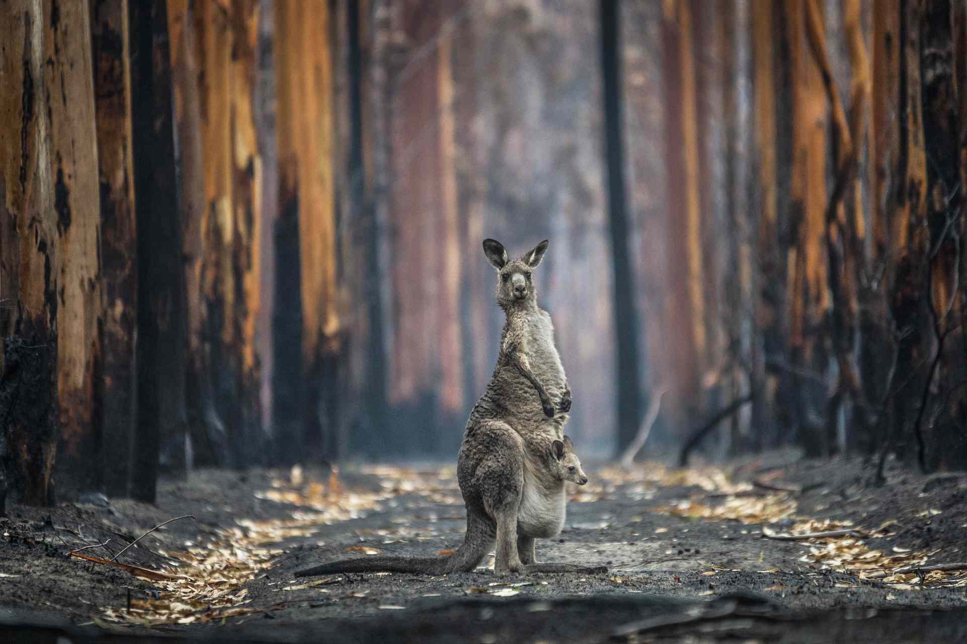 澳大利亚烧毁的种植园里的袋鼠和小袋鼠
