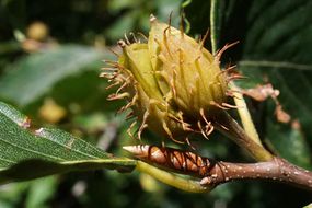 American beech tree nut