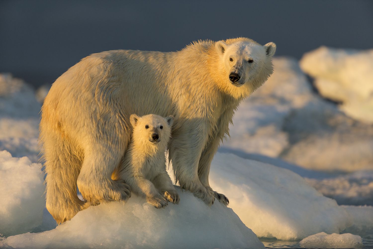 北极熊幼崽站在海冰上，在妈妈身下＂width=