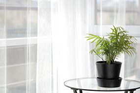 室内靠阳台的桌子上的室内植物＂width=