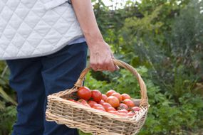 爱好的农民拿着一篮子西红柿