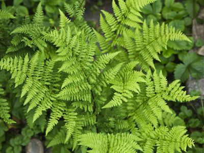 花园里的蕨类植物