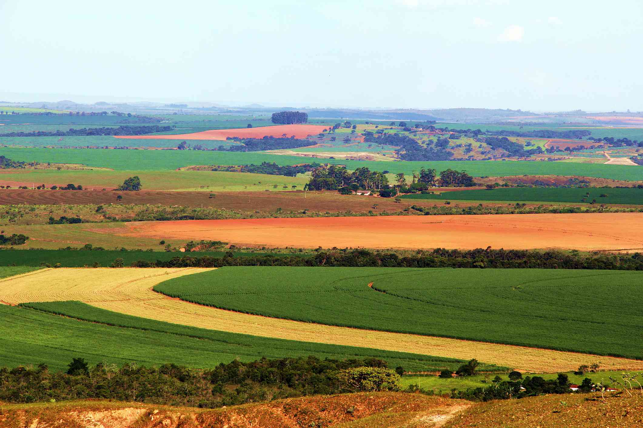 玉米、大豆和甘蔗作物在巴西的大草原