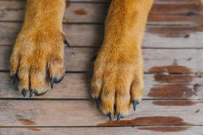 两只浅棕色的狗爪，带着黑色的爪子
