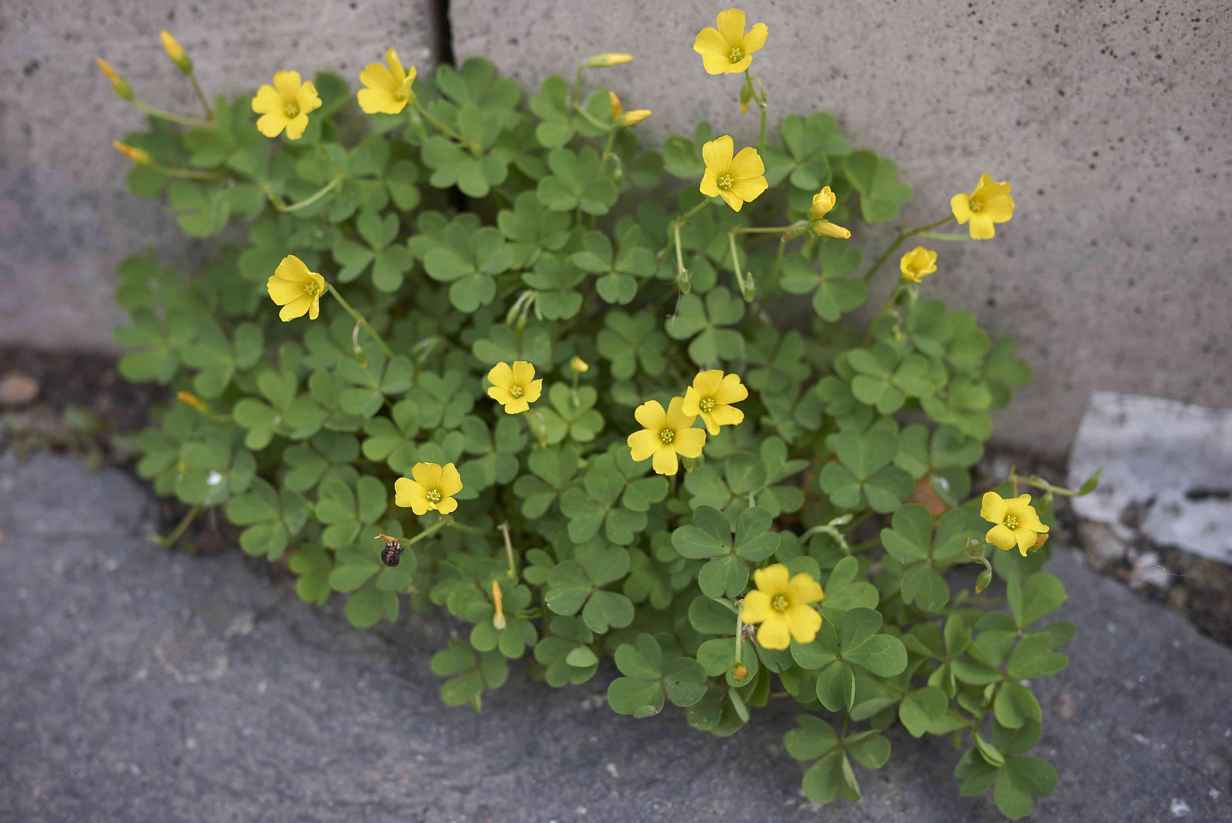 酸草从人行道的裂缝中生长，黄色的花朵盛开＂width=