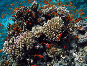 红海珊瑚礁和鱼类＂width=