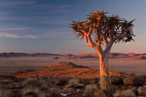 一棵孤独的箭袋看着南部纳米布沙漠的加鲁布平原上的太阳。