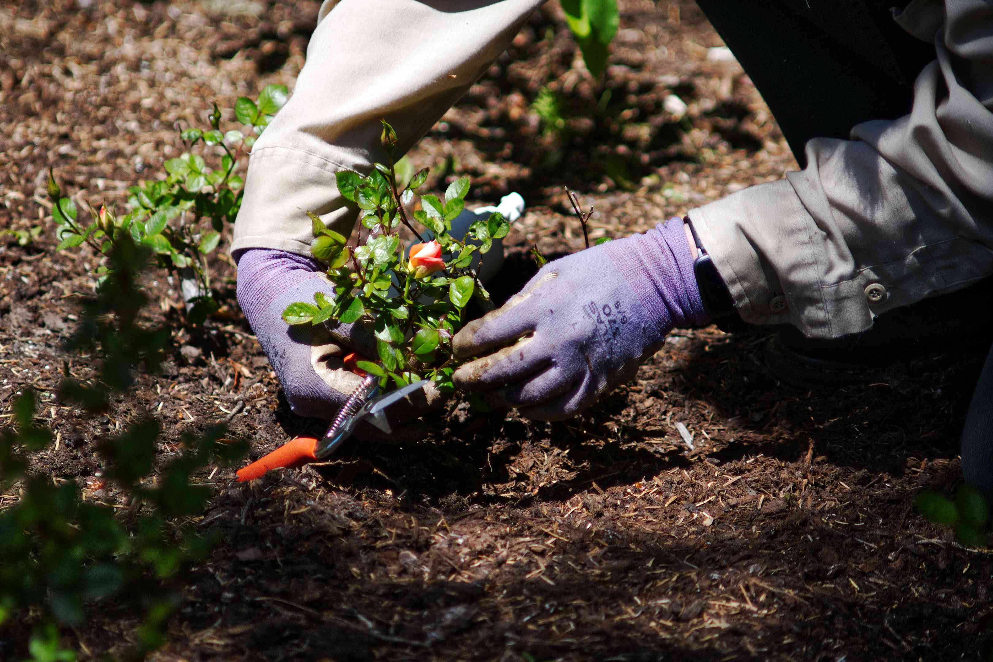 戴着紫色手套的园丁将玫瑰苗木放入有新鲜护根物的土壤中