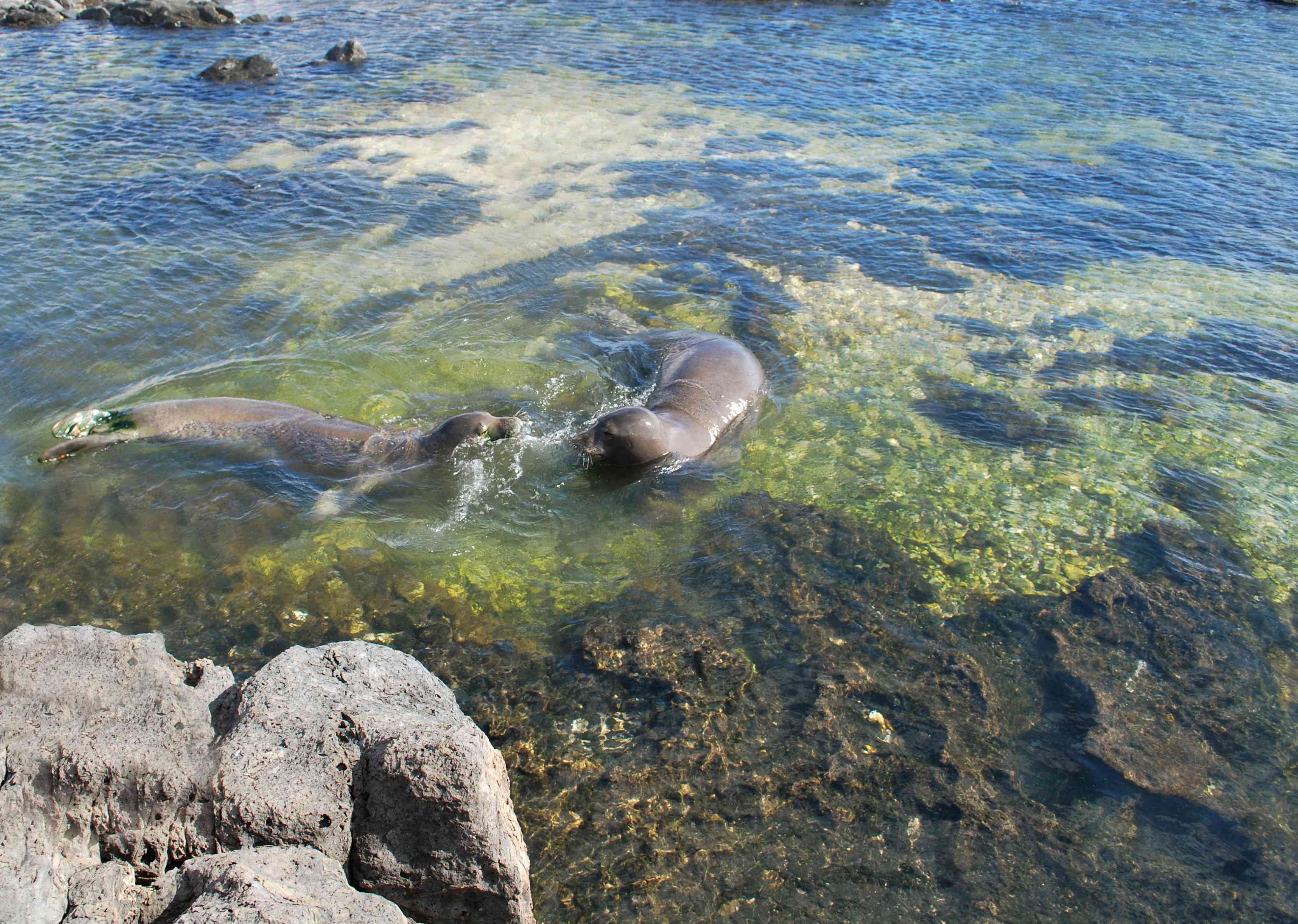 一对濒临灭绝的海豹在海岸线上玩耍＂width=