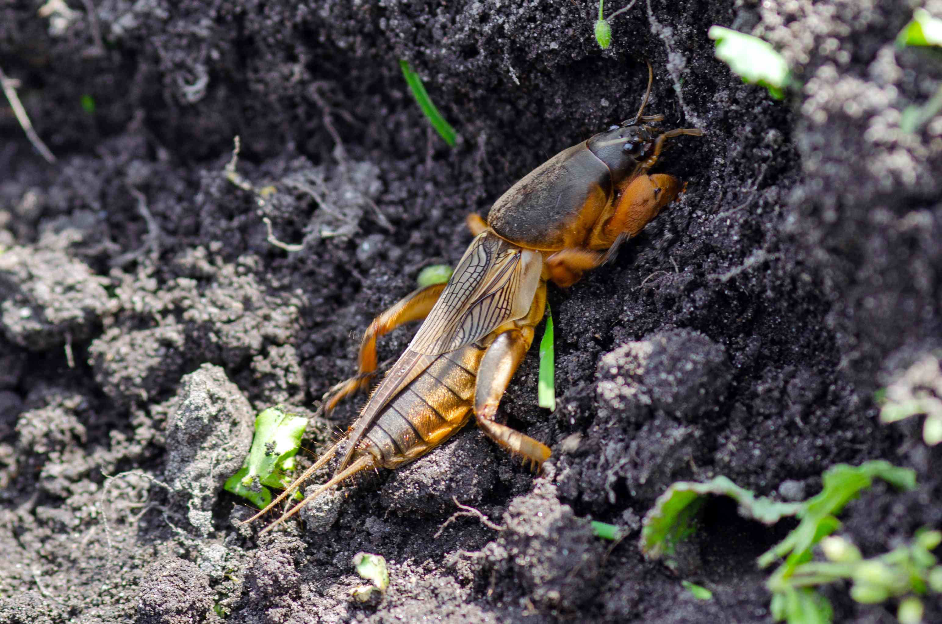 褐色和褐色的长鼹鼠蟋蟀爬过泥土