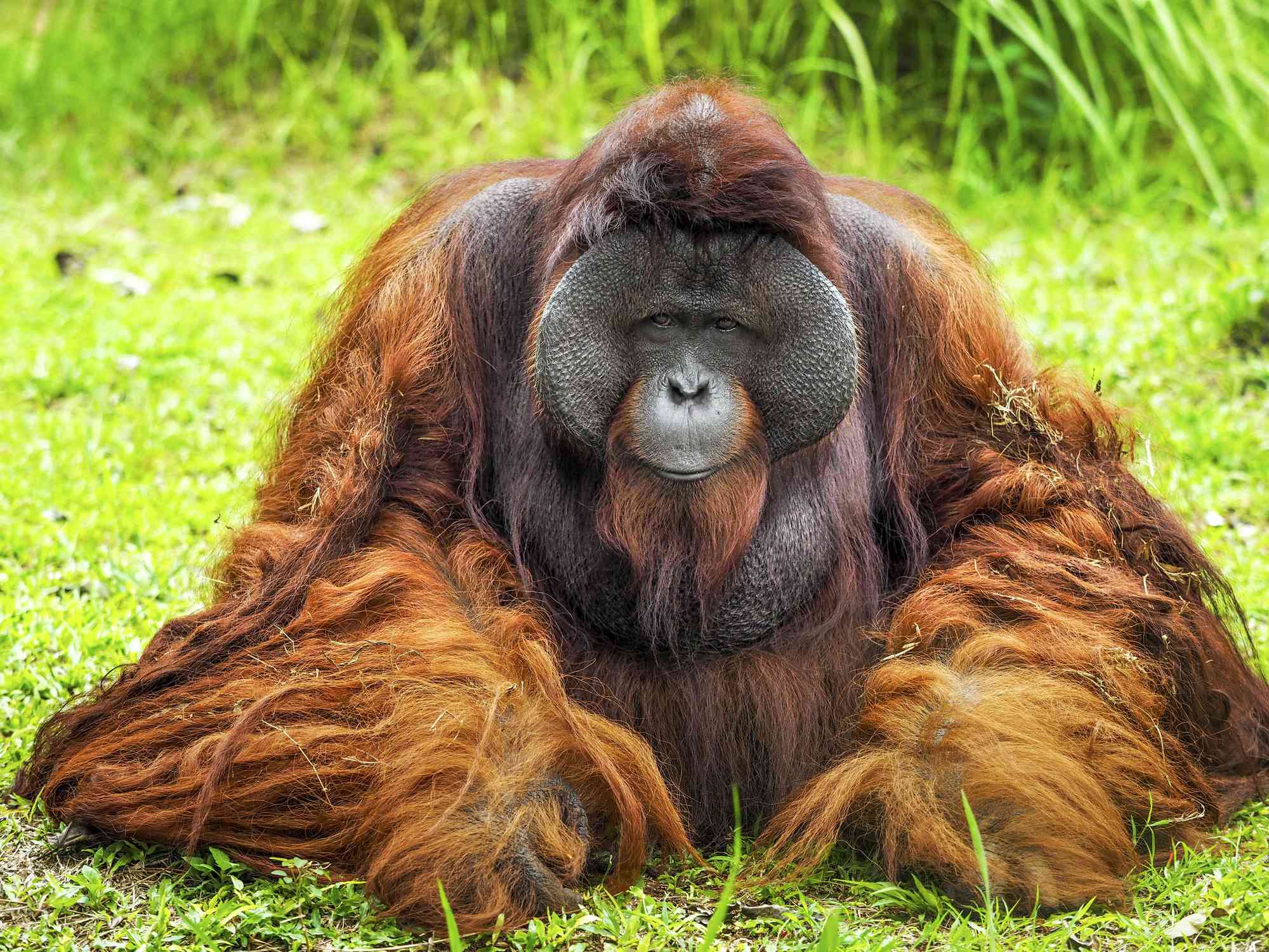 印度尼西亚的一只大型雄性婆罗洲猩猩＂width=