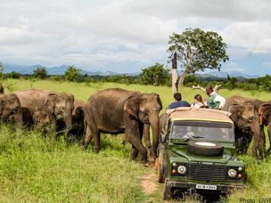 Safari Jeep离大象太近了