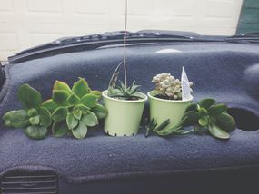 succulents on a car dashboard