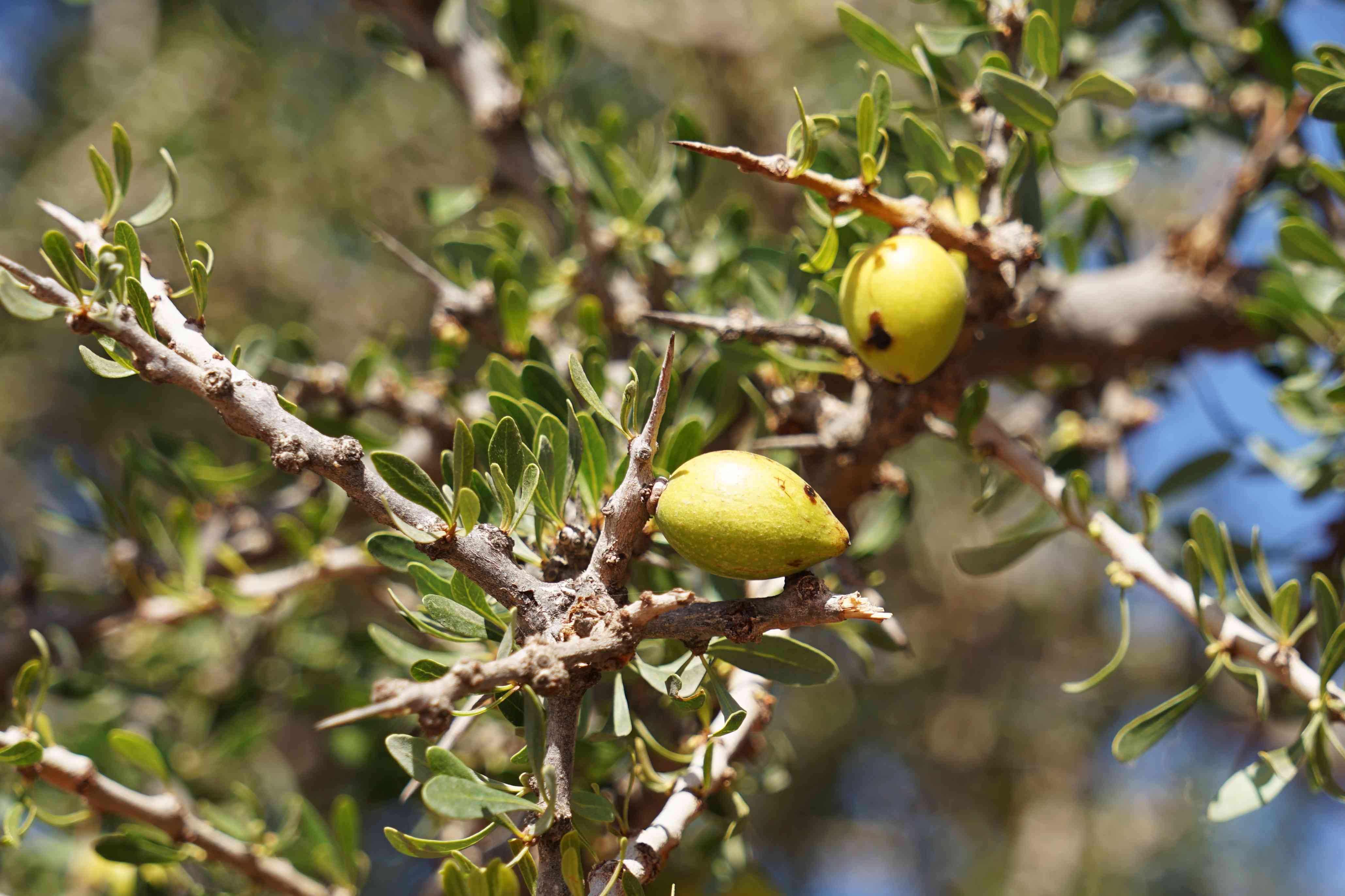 阿甘树的详细资料(阿甘树):多刺的枝条，成熟的果实，用于昂贵和罕见的化妆品油