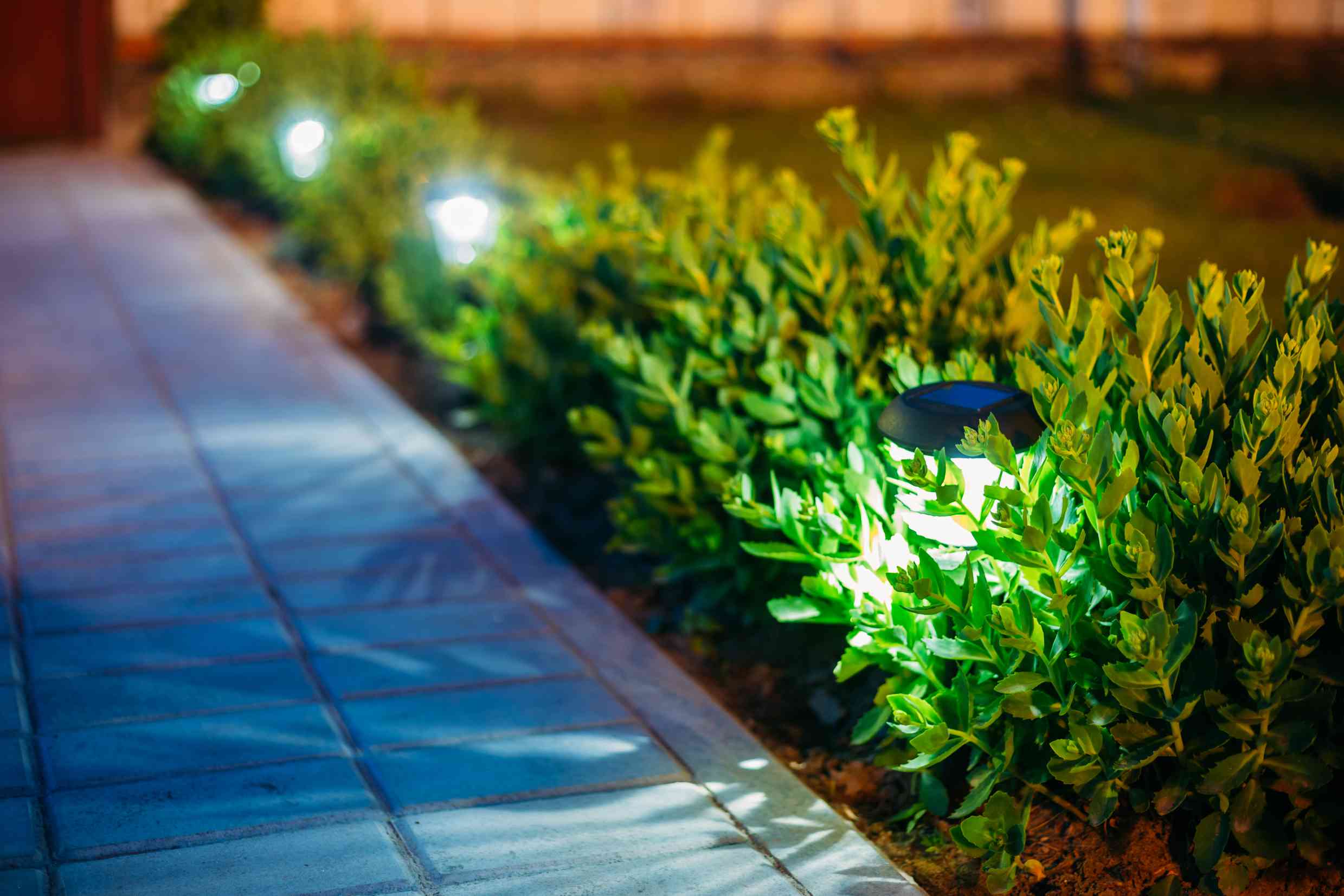 小型太阳能灯照亮花园小径上的绿色植物。