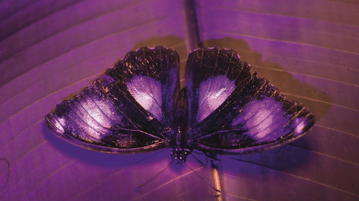带紫外线照相机的蝴蝶