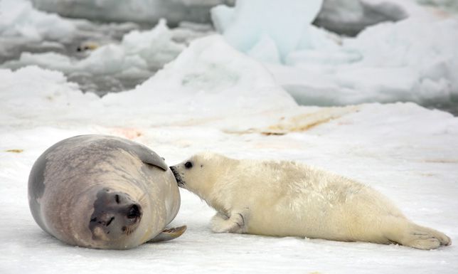 一只灰色和棕色相间的成年格陵兰海豹正在哺育一只白色格陵兰海豹幼崽