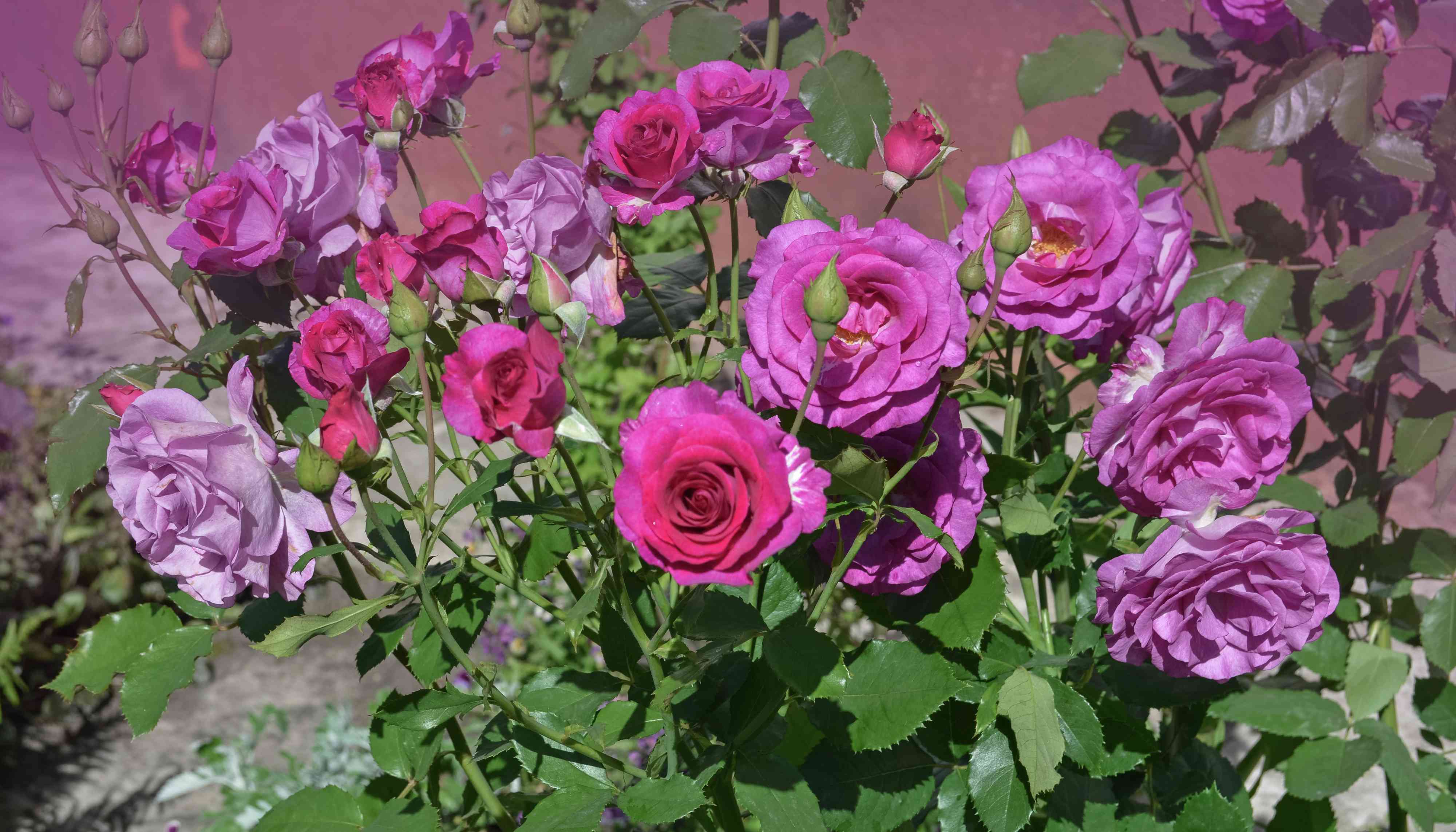 花园里的玫瑰落潮了。＂width=