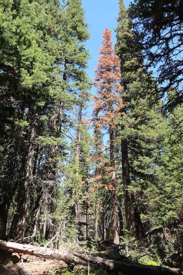 死树在科罗拉多州的亚高山森林Niwot岭,西博尔德。”width=