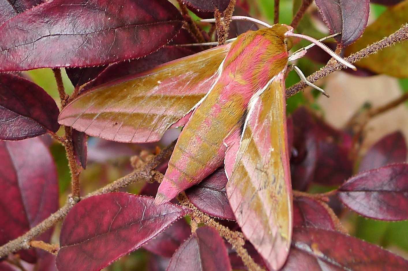 褐色蛾子，有粉红色斑纹，在有红叶的植物上＂width=