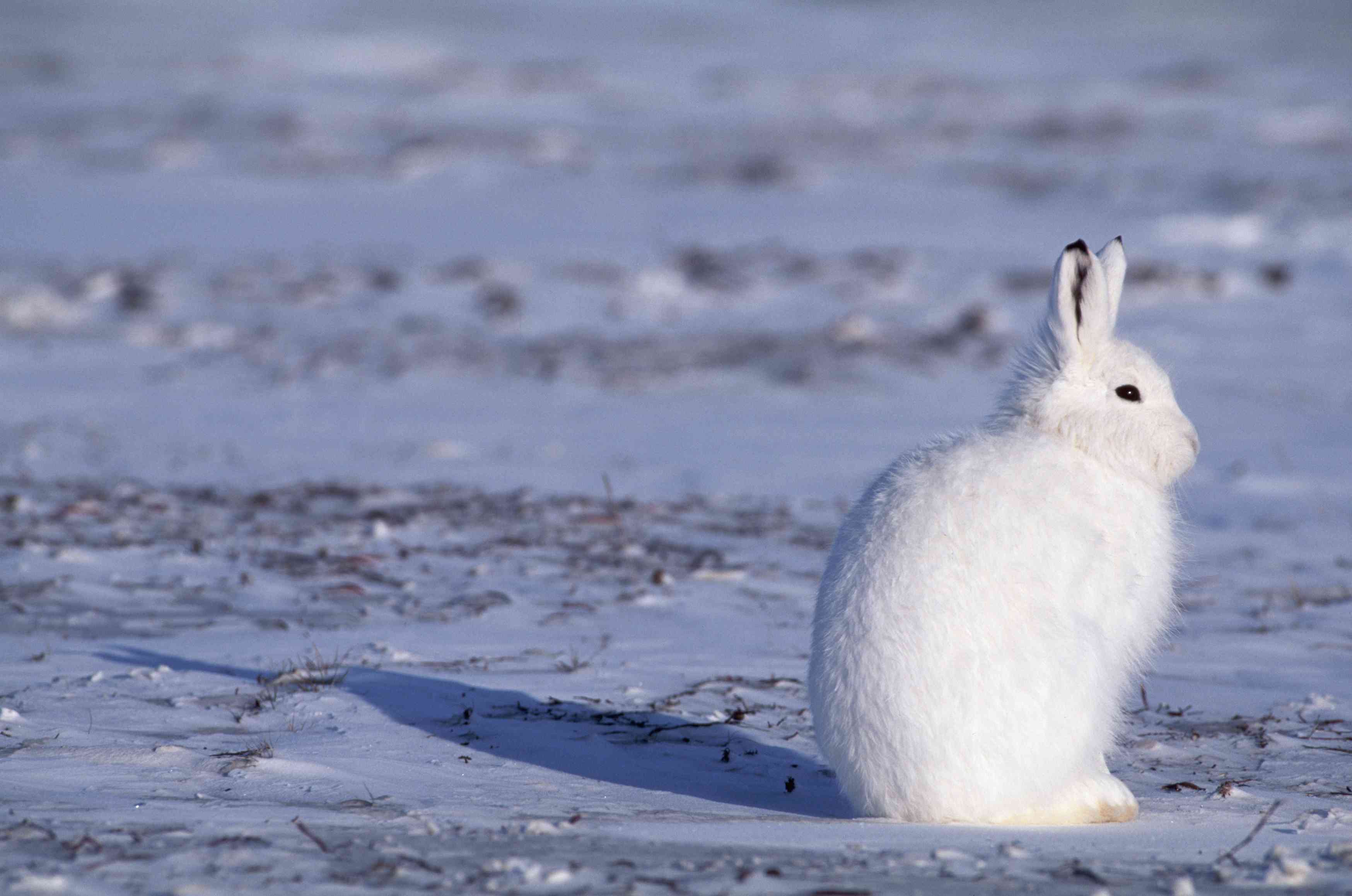加拿大北极地区的北极野兔