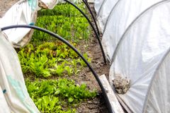生菜和洋葱周围的箍，这些洋葱支持低隧道花园。